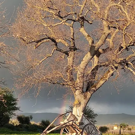 Delle Querce * קורטונה
